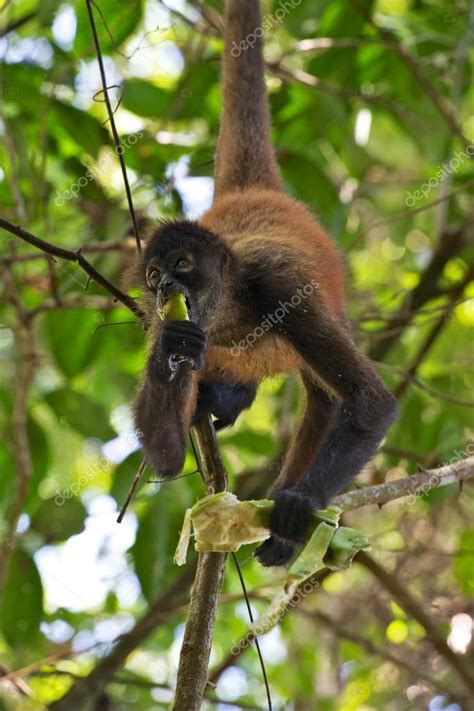 A spider monkey eating a banana in a tree at corcovado national park ...