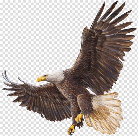 Bald Eagle Drawing, eagle transparent background PNG clipart | Eagle ...