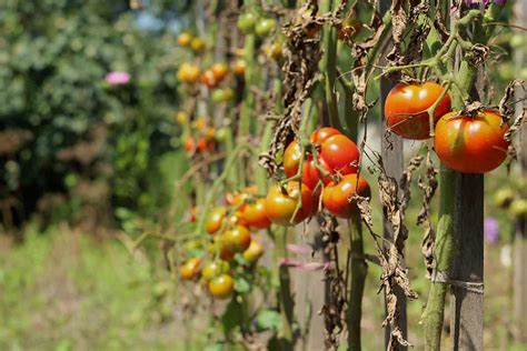 10 Common Tomato Diseases To Watch Out For in Your Garden