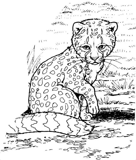 Baby Cheetah Coloring Page - ColoringBay