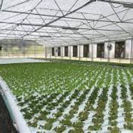 Maximizing Your Yield with NFT Channels for Hydroponics: A ...