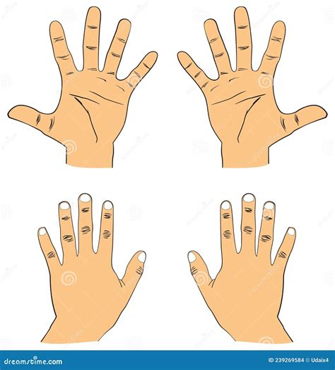 Human Hand Drawing Right and Left Palmar and Dorsal Surface View Stock ...