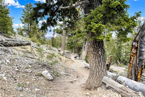 15 Mount Charleston Hiking Trails: Our Favorites