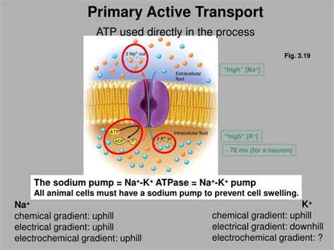 PPT - Facilitated Diffusion PowerPoint Presentation - ID:3032803