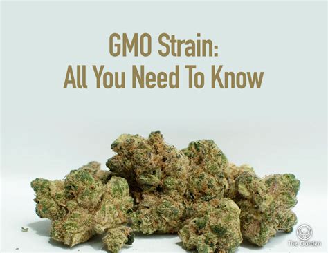 GMO Strain 101: Your Complete Weed Guide