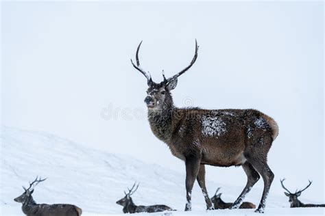 Scottish Red Deer In Scotland Stock Image - Image of scoticus, grasses: 133649799