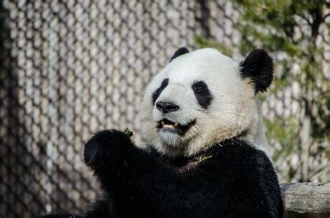 Panda Bear in Cage · Free Stock Photo