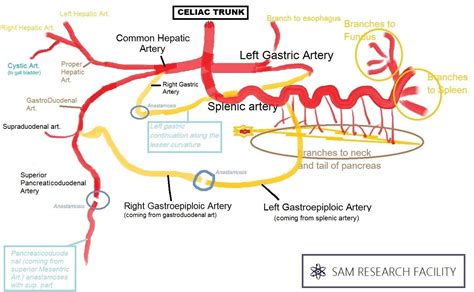 Celiac Trunk Anatomy - Anatomical Charts & Posters