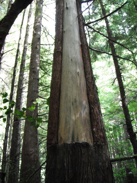 Red Cedar Tree Bark