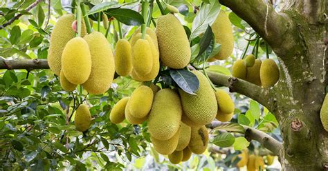 Jackfruit Benefits for Diabates: Are There Any?