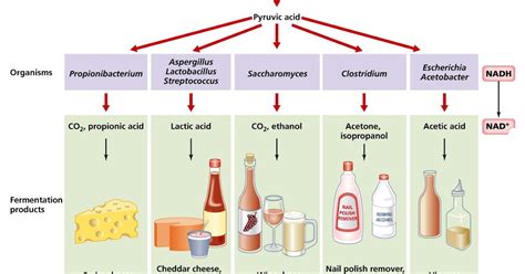 Fermentation