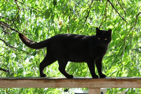 File:Black cat on a railing and green trees in summer-Hisashi-01.jpg - Wikipedia