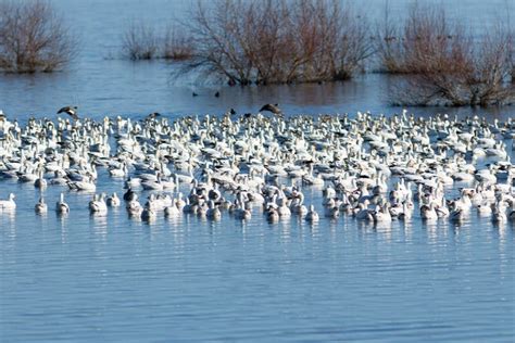 Snow geese migration stock image. Image of flight, flying - 109938879