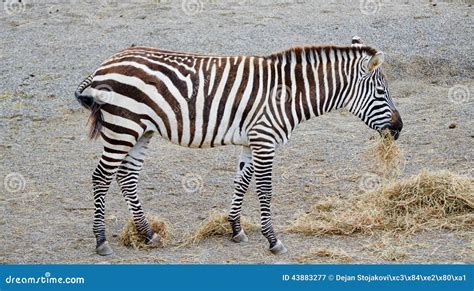 Zebra Eating stock image. Image of backgrounds, african - 43883277