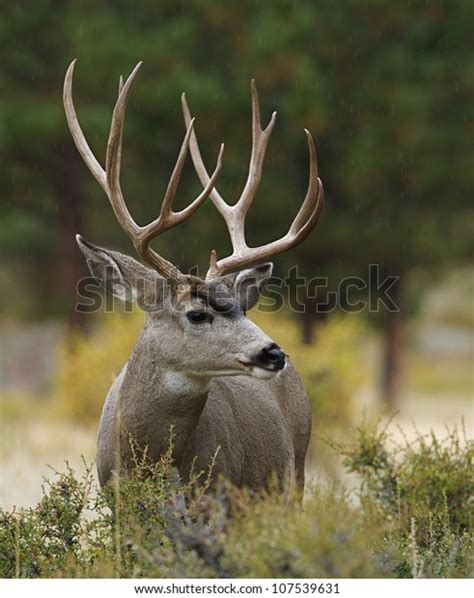 Mule Deer Buck Huge Antlers Profile Stock Photo (Edit Now) 107539631