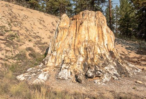 Florissant Fossil Beds National Monument Archives - Wilderness Walks