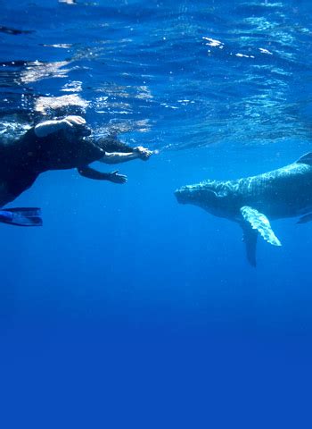 Maui Whale Watching Guide | Humpback Whales in Hawaii