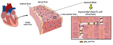 Cardiac Muscle Cell Function - bmp-troll