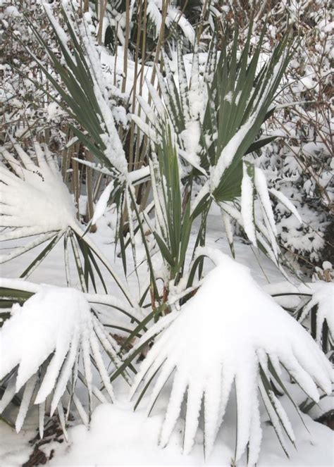 13 Cold Hardy Palm Trees | HGTV