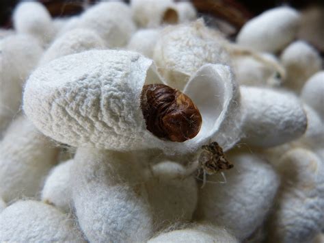 Tansania Die ganze Zeit Flüchtlinge do silkworms make silk Verdauungsorgan Aufbewahrung Bibliothekar