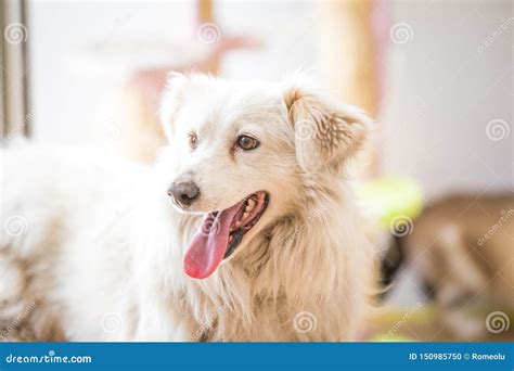 White Adopted Dog Meeting Cat Stock Photo - Image of hands, mammal ...