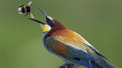 Download Rainbow Bee-eater Bird Animal Bee-eater 4k Ultra HD Wallpaper