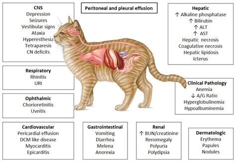 Diagnostika FIP - FIP Warriors CZ/SK