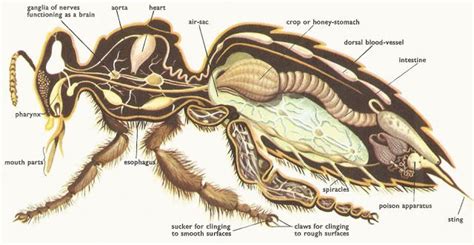 La Familia de la Apicultura - The Beekeeping of Family: ANATOMÍA DE LA ABEJA MELÍFERA - ANATOMY ...