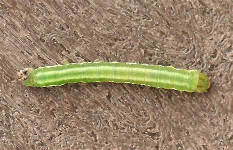 a green and white striped Caterpillar - BugGuide.Net