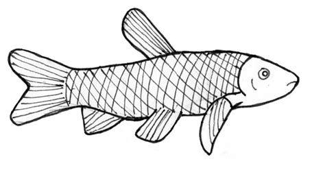 Collection of Carp clipart | Free download best Carp clipart on ClipArtMag.com