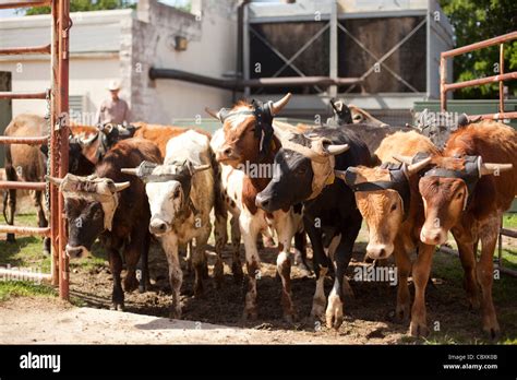 Texas Fort Worth Stockyards Rodeo High Resolution Stock Photography and Images - Alamy