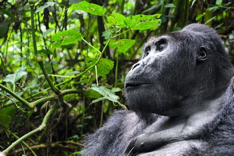 In the Footsteps of the Elusive Grauer's Gorilla - Dian Fossey Gorilla Fund