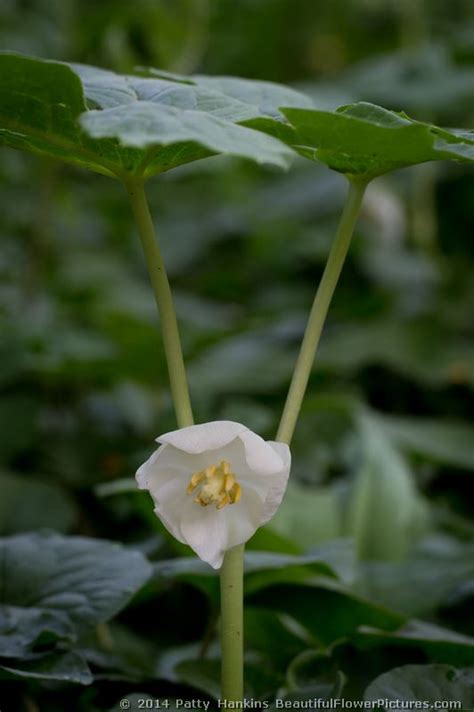 May Apple – Podophyllum peltatum :: Beautiful Flower Pictures Blog