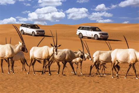 Dubai: Desert Conservation Reserve Tour with Breakfast | GetYourGuide