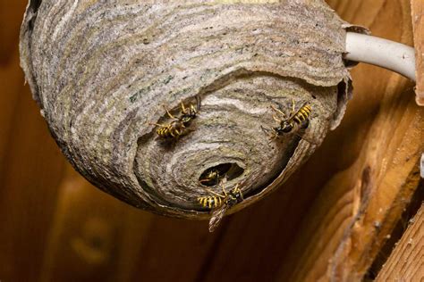 Paper Wasp Nest In Attic