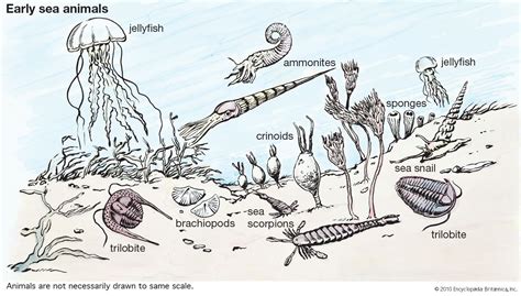 Animal - Diversity, Classification, Evolution | Britannica