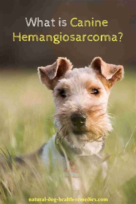 Canine Hemangiosarcoma (HSA) Symptoms, Types, and Treatment