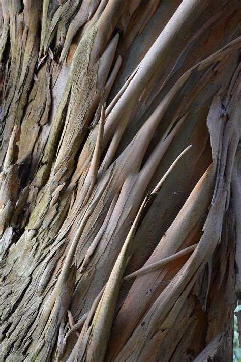 Free photo: Eucalyptus perriniana bark - Abstract, Flora, Tree - Free Download - Jooinn