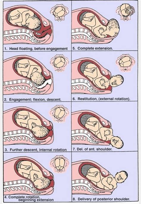 Birth process | Teaching Moms | Newborn nursing, Labor nurse, Ob nursing