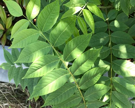 Tree of Heaven (Ailanthus altissima) - Tualatin Soil and Water Conservation District