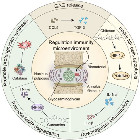 Frontiers | Biomaterials delivery strategies to repair degenerated intervertebral discs by ...