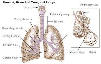 The Pig Lung