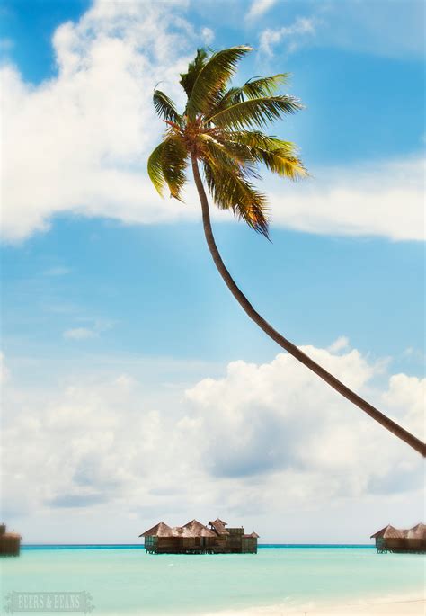 Beers and Beans | Swaying Palm Tree in Maldives - Travel photo of the week