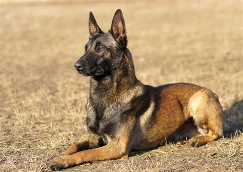 Belgian Shepherd Dogs | Information & Dogs Facts | Pets Feed