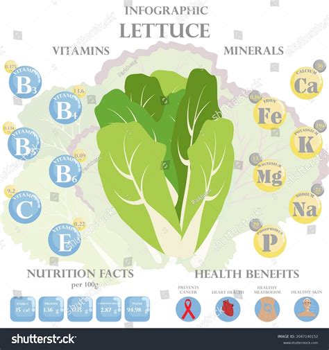 Lettuce Nutrition Facts Health Benefits Infographic Stock Vector ...