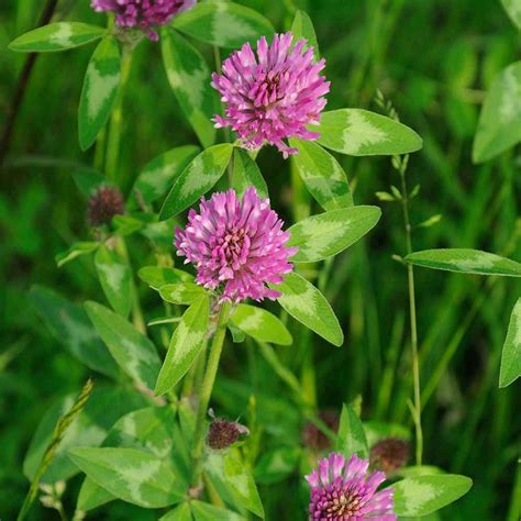 Red Clover Seeds - Trifolium Pratense Clover