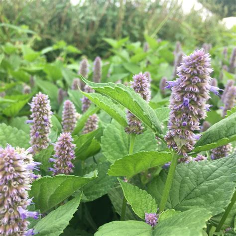 Anise Hyssop – Truelove Seeds