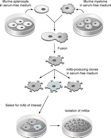 Serum-free hybridoma culture: ethical, scientific and safety considerations: Trends in Biotechnology