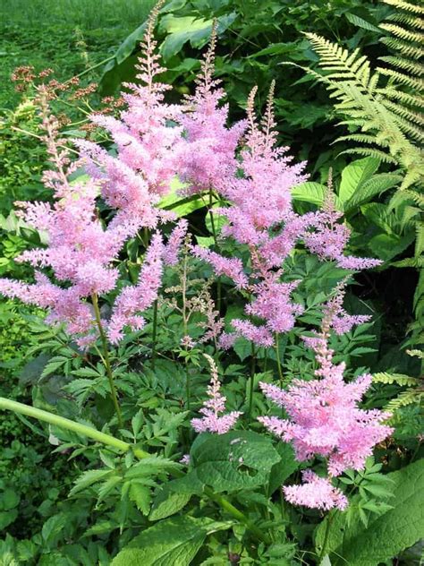 Pink Astilbe | © Zanoza-Ru - stock.adobe.com Deer Resistant Shade ...