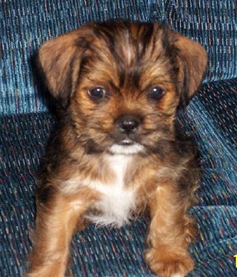 chihuahua shih tzu mix puppies for sale | Zoe Fans Blog | Chihuahua puppies, Puppies, Cute small ...